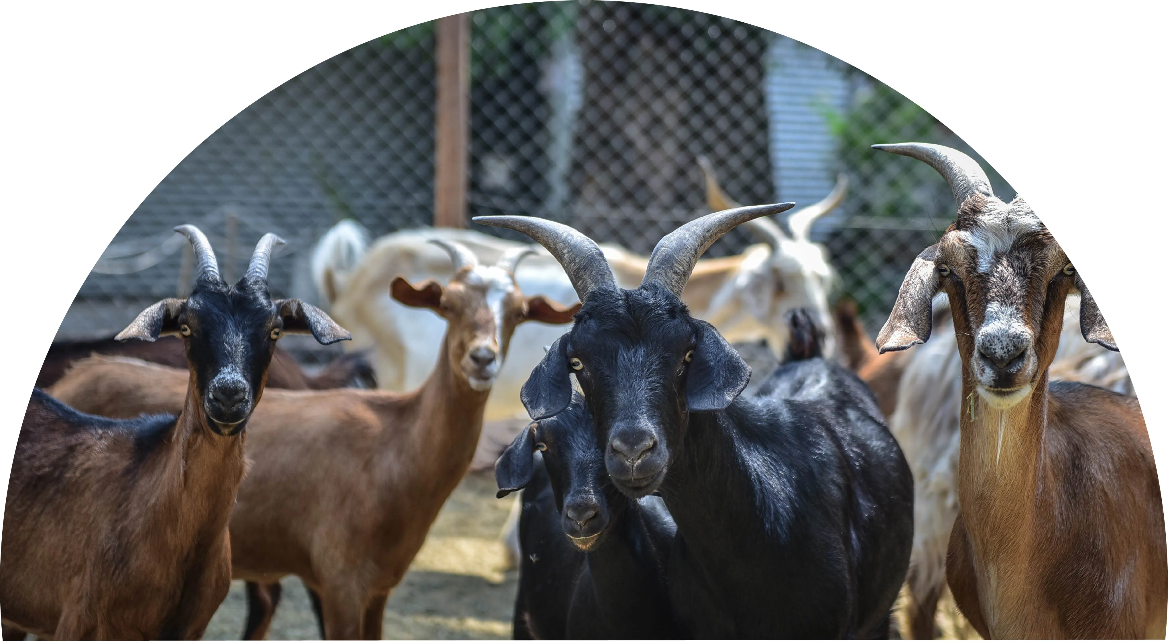 Cabras en la Granja Educativa Don Benito